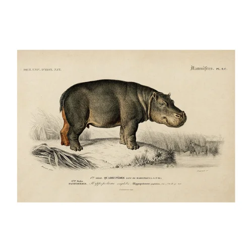 Sauca Collection	 - Hippo Printing